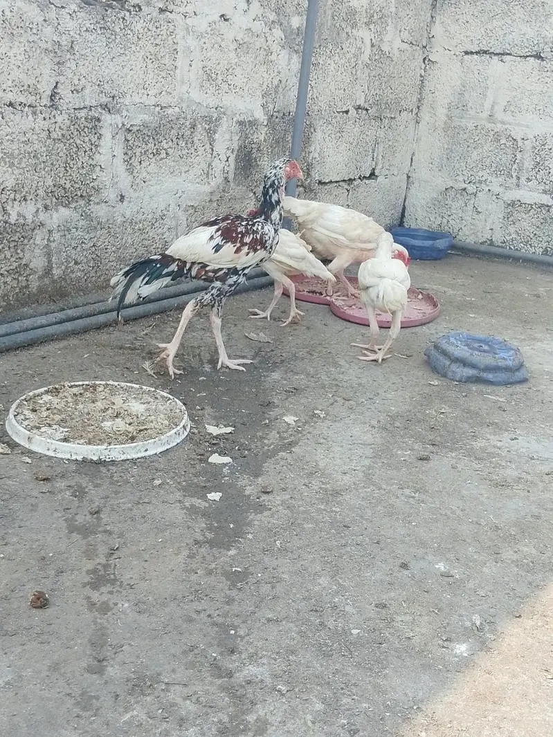 HEERA PURE GUARANTEED WHITE BLOOD LINE FOR SALE — photo 9