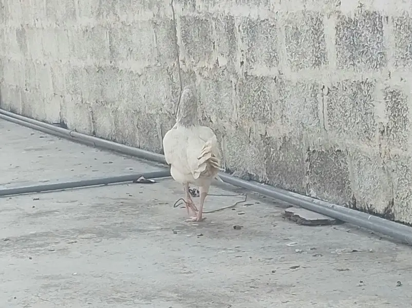HEERA PURE GUARANTEED WHITE BLOOD LINE FOR SALE — photo 10