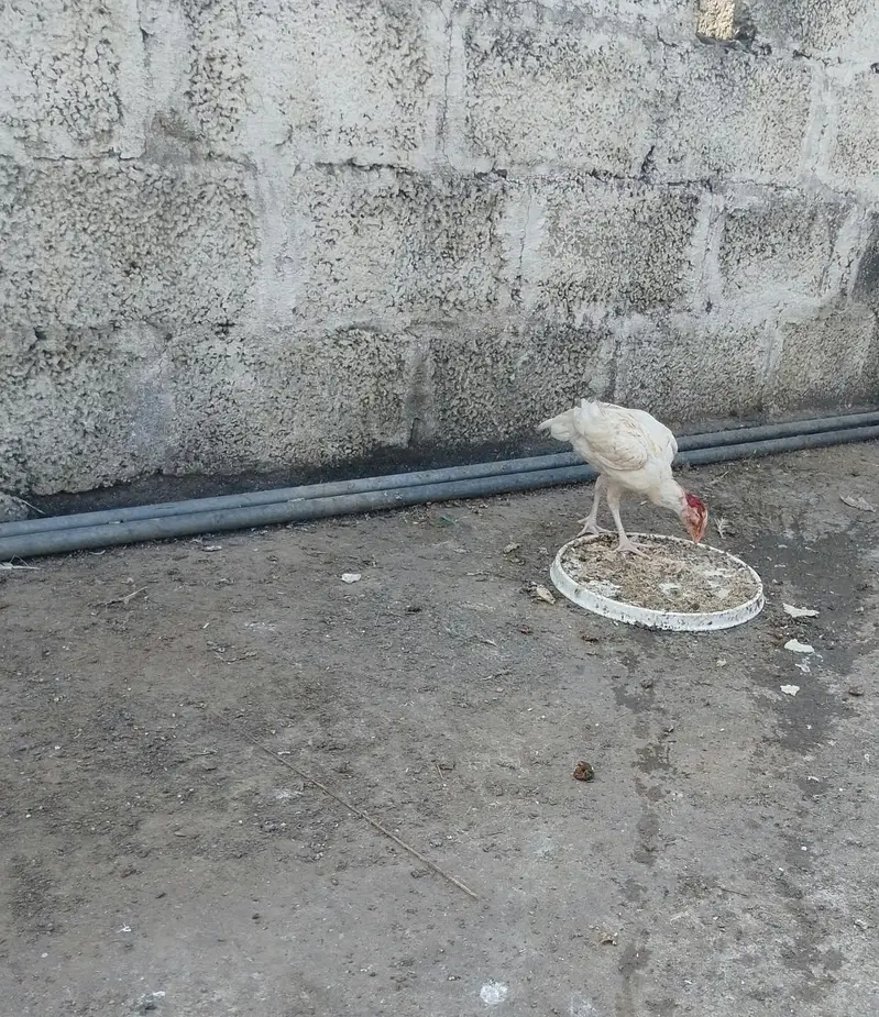 HEERA PURE GUARANTEED WHITE BLOOD LINE FOR SALE — photo 11