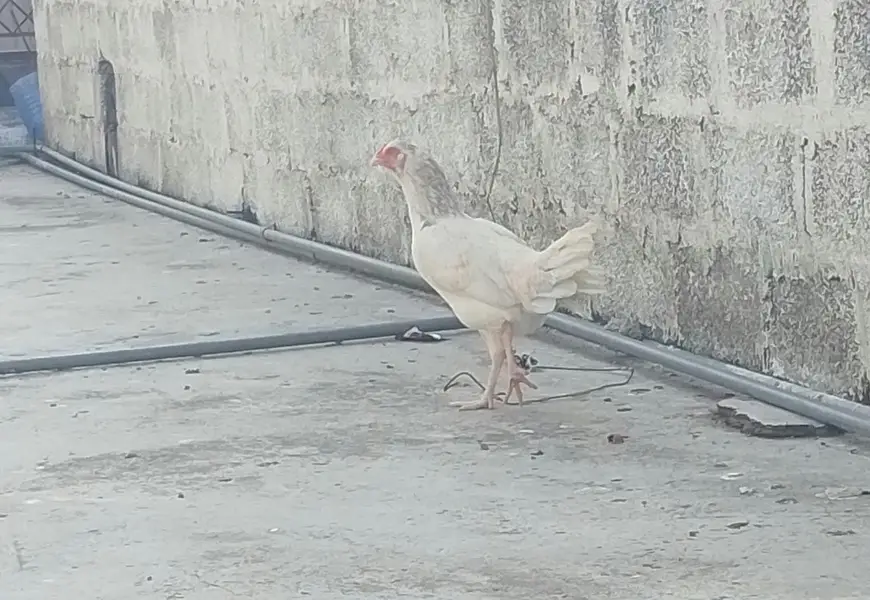 HEERA PURE GUARANTEED WHITE BLOOD LINE FOR SALE — photo 12