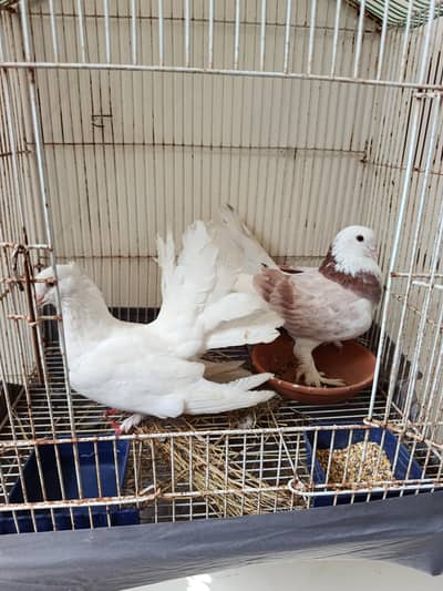 pigeon for sale with cage