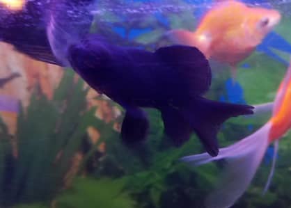 Goldfish