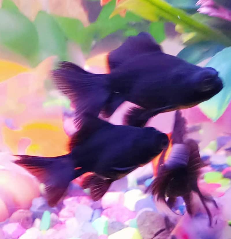 Goldfish 1