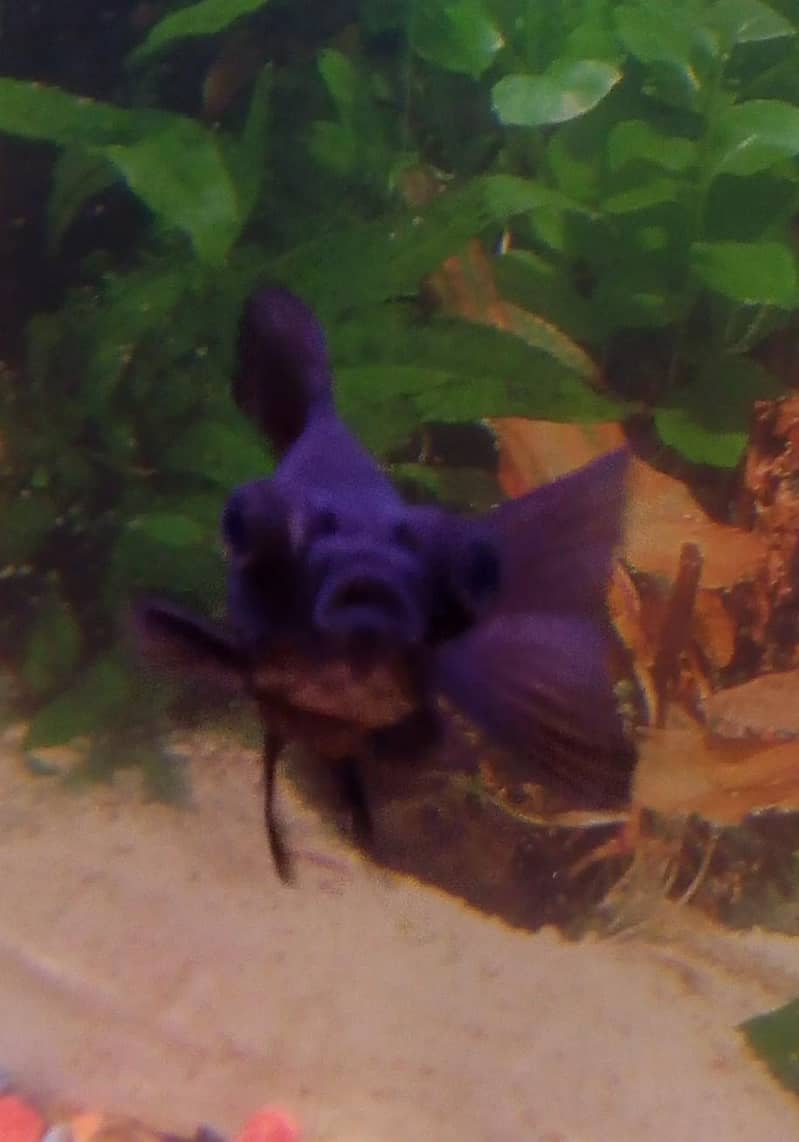 Goldfish 2