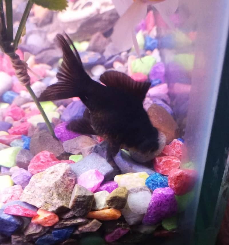 Goldfish 3