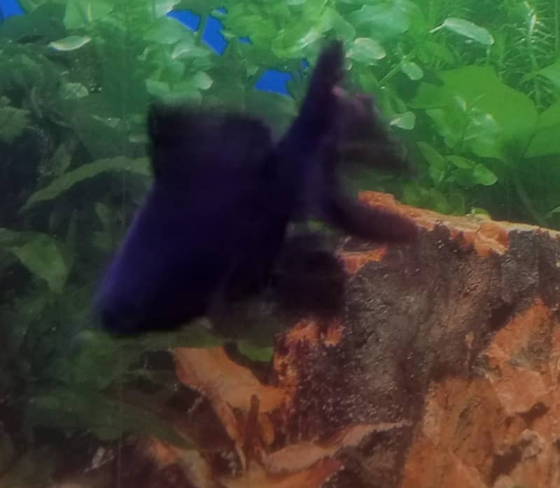 Goldfish 4