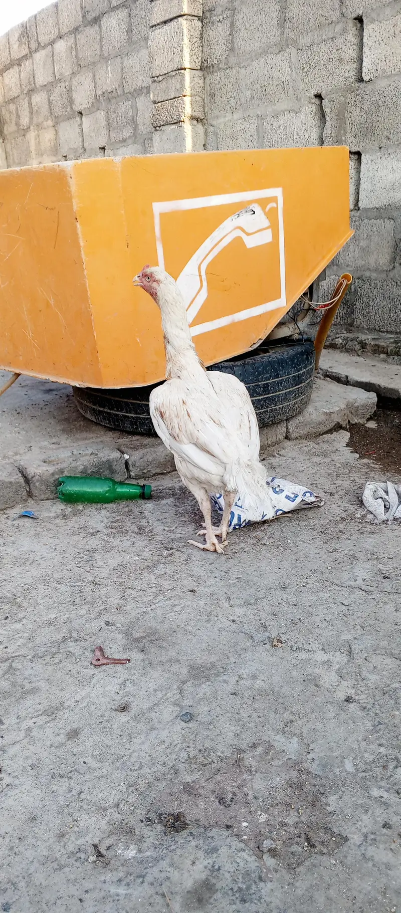 aseal healthy murga(2.5 kg)and white madii (2 kg) — photo 6
