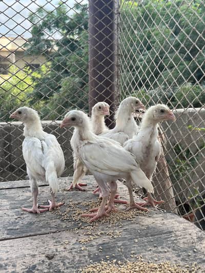 Heera Aseel Quality Birds