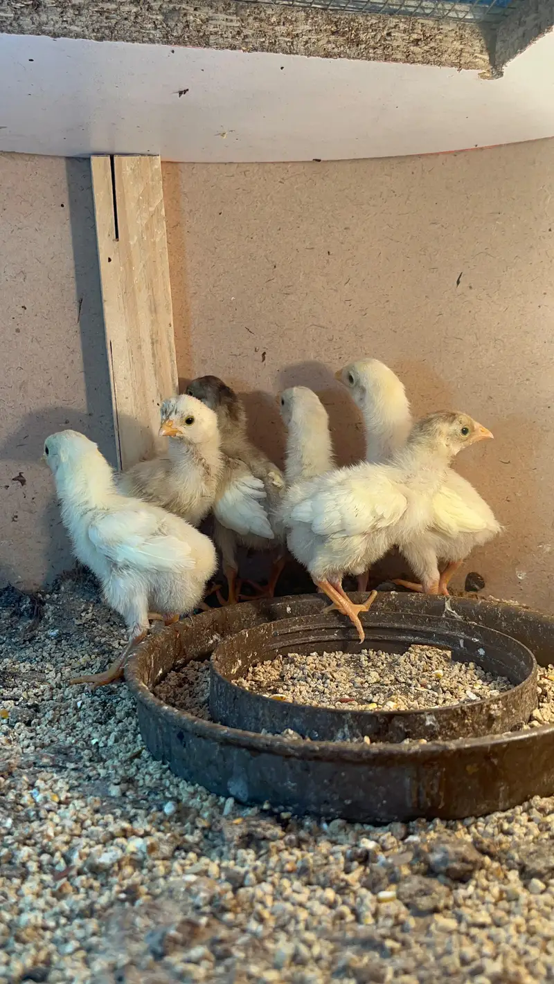 Heera Aseel Quality Birds — photo 2