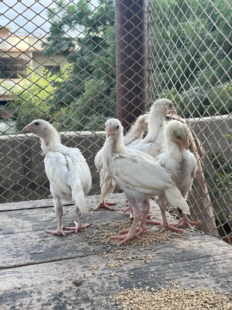 Heera Aseel Quality Birds — photo 3