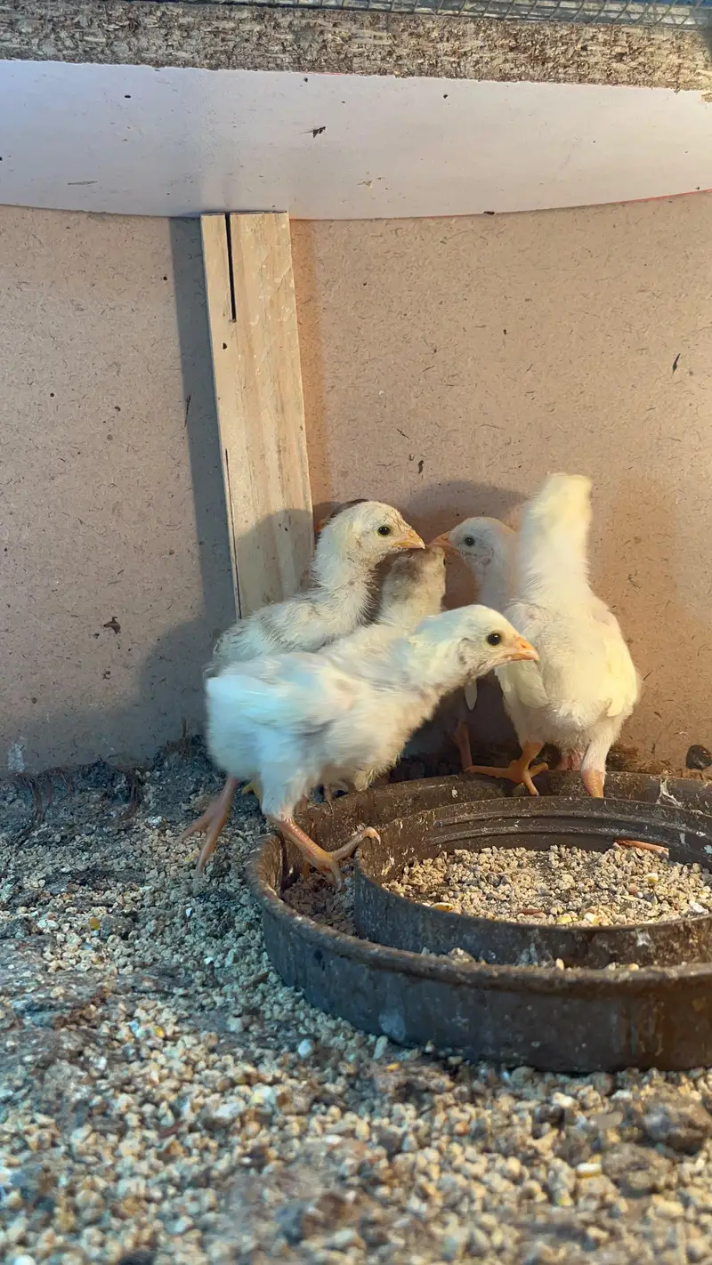 Heera Aseel Quality Birds — photo 4