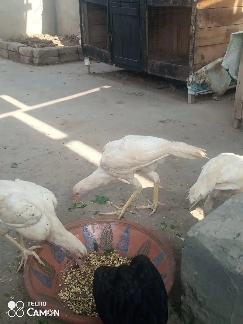 aseel heera contect 03212989467 — photo 2