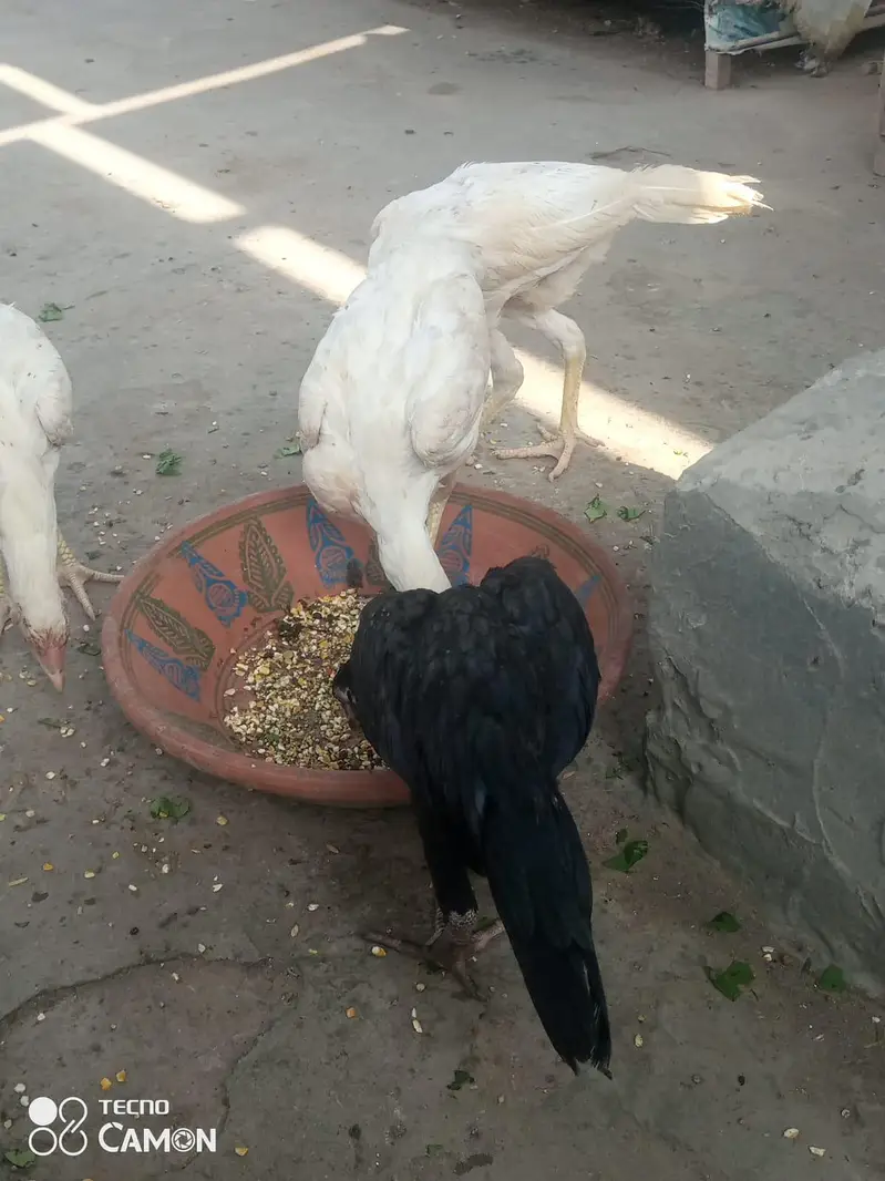 aseel heera contect 03212989467 — photo 3