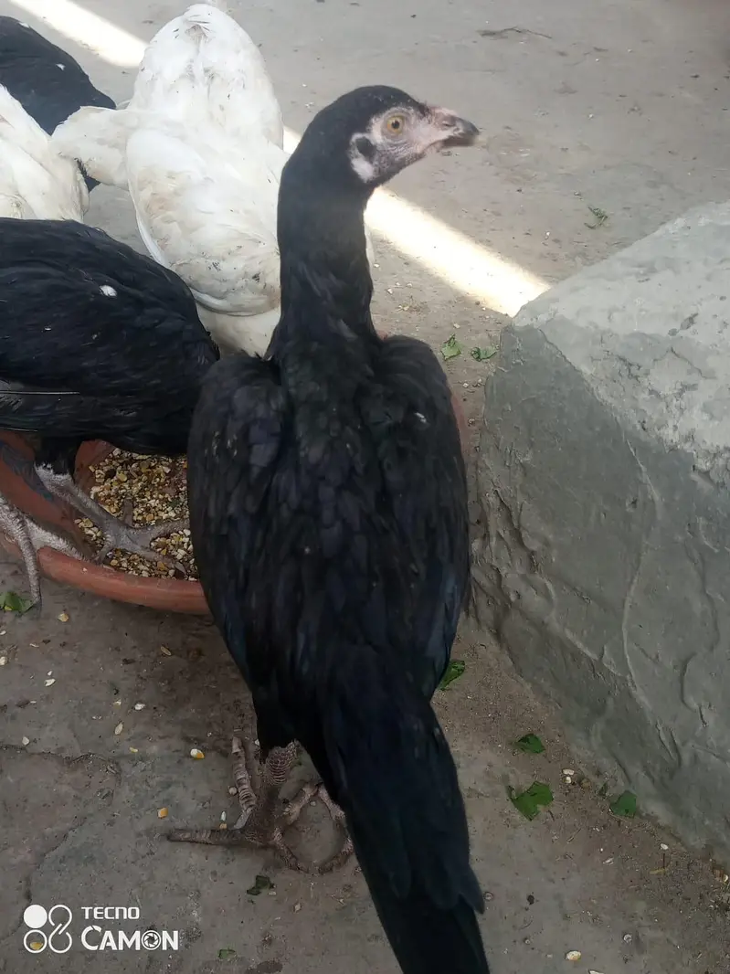 aseel heera contect 03212989467 — photo 4