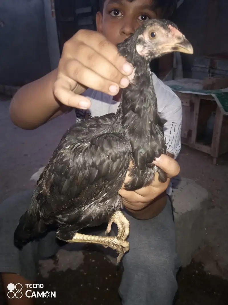 aseel heera contect 03212989467 — photo 5