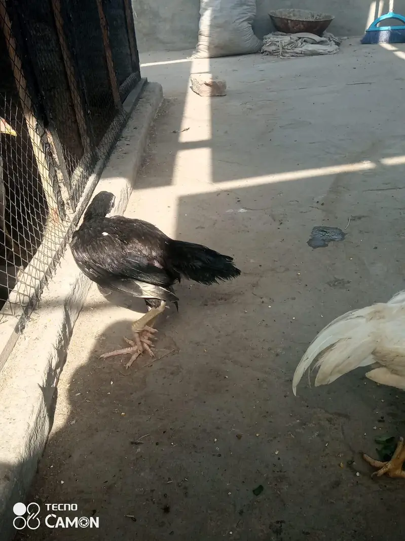 aseel heera contect 03212989467 — photo 6