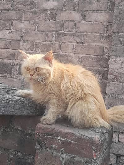 persian ginger female