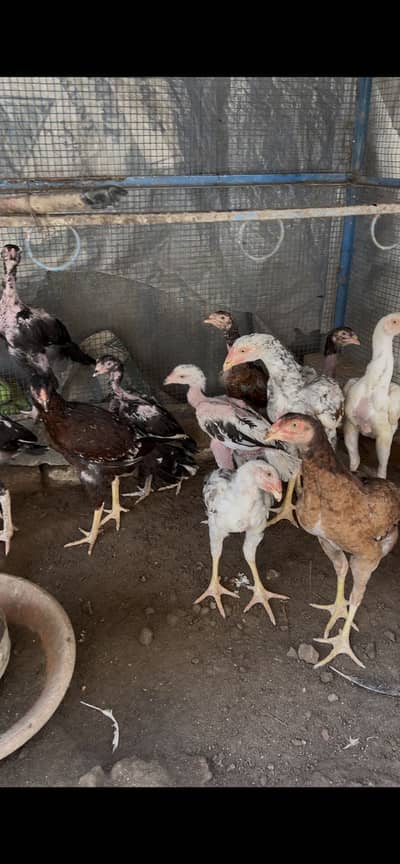 aseel murga for sale