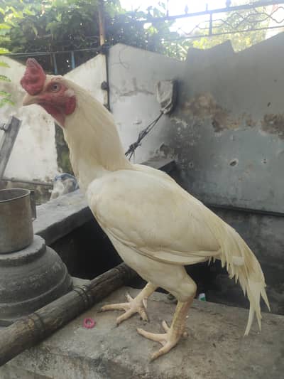 pure white murgha urgent sale
