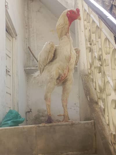 Aseel German  shamo paper white breeder male