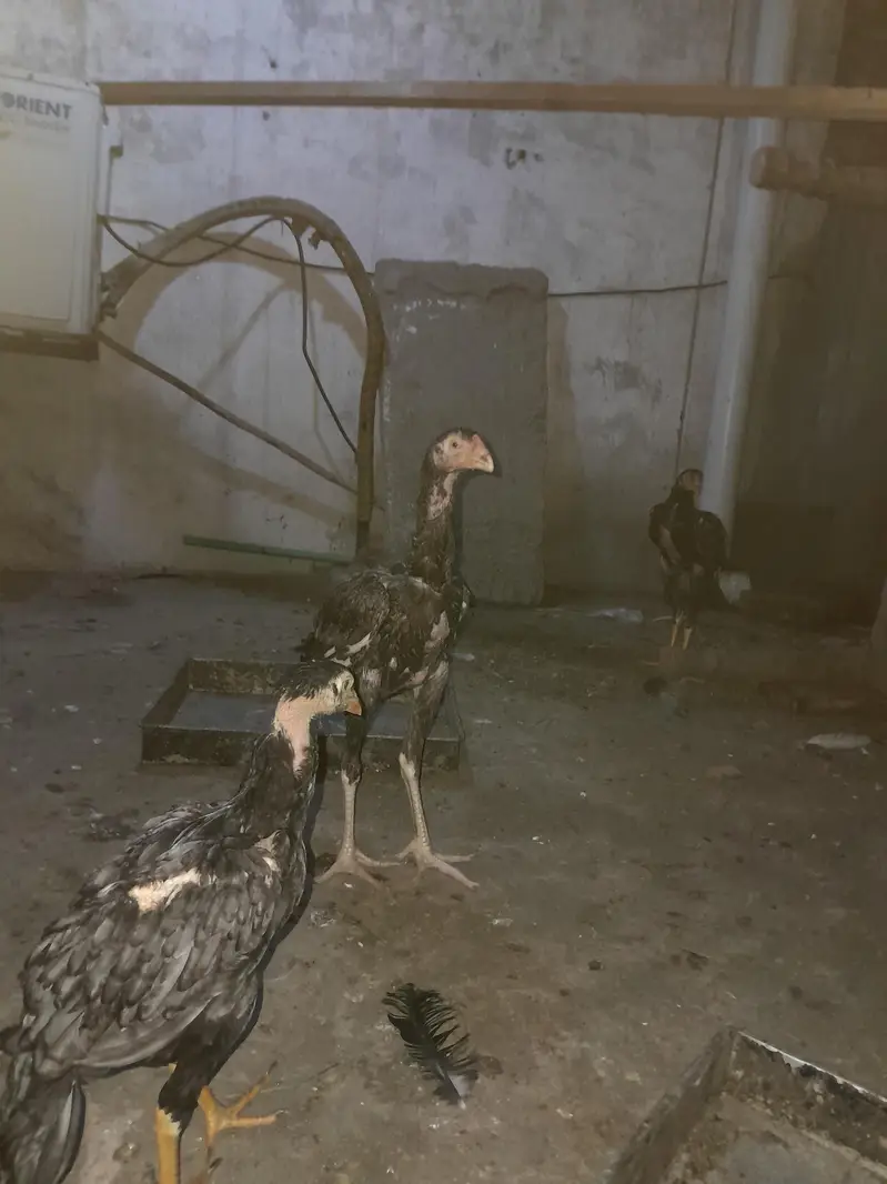 Aseel for sale age 8month — photo 3