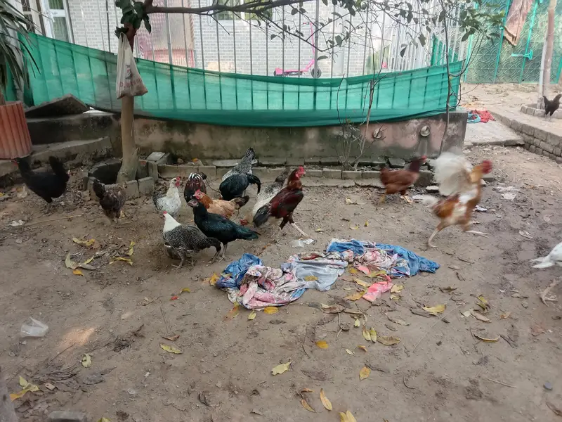 pure desi murgian sab anday date han — photo 5