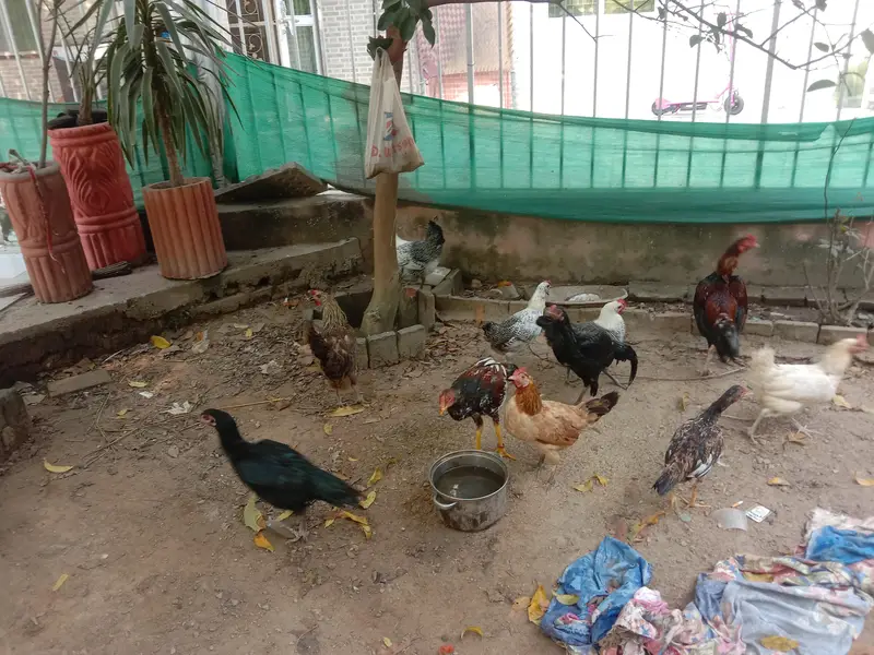 pure desi murgian sab anday date han — photo 6
