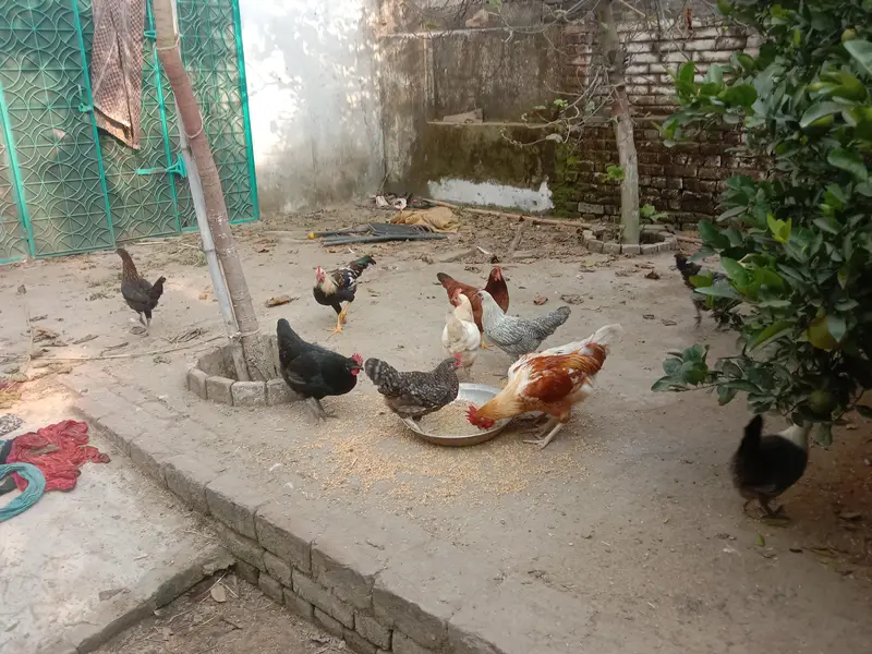 pure desi murgian sab anday date han — photo 7
