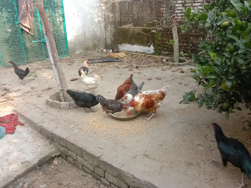 pure desi murgian sab anday date han — photo 8