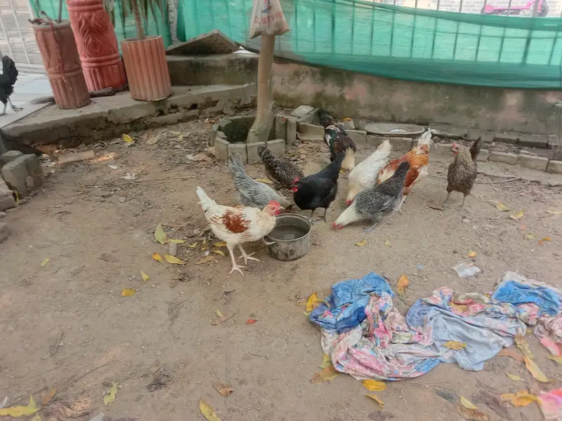 pure desi murgian sab anday date han — photo 9
