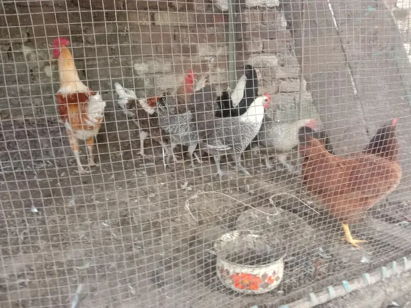 pure desi murgian sab anday date han — photo 10