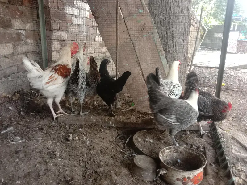 pure desi murgian sab anday date han — photo 11