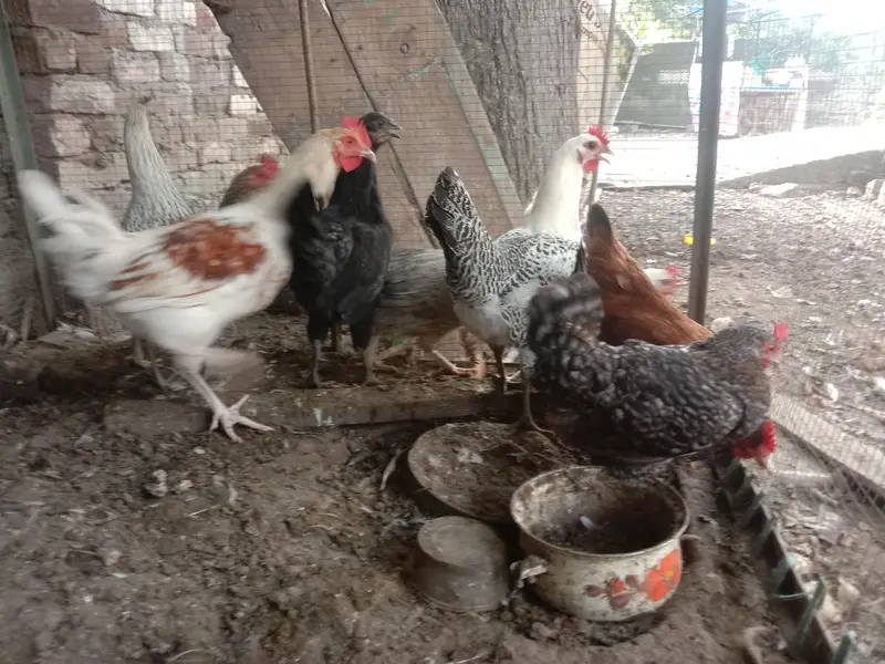 pure desi murgian sab anday date han — photo 12