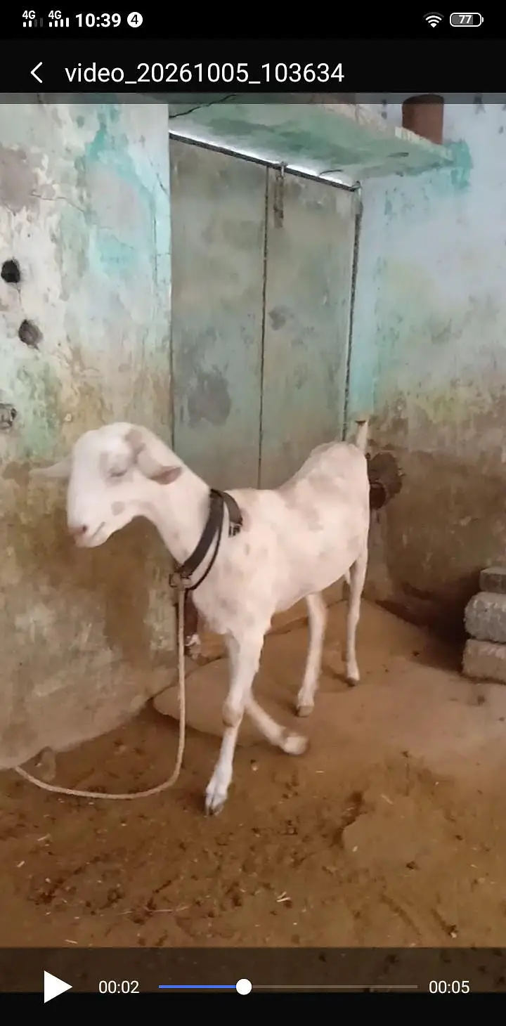 Goat for sale — photo 4