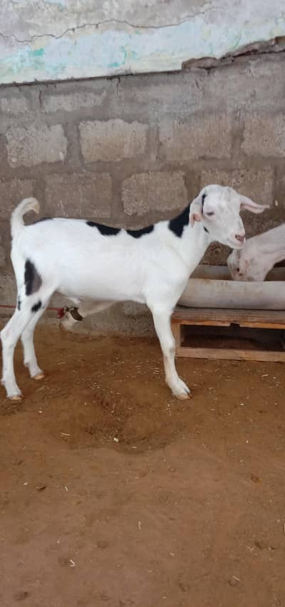 Goat for sale