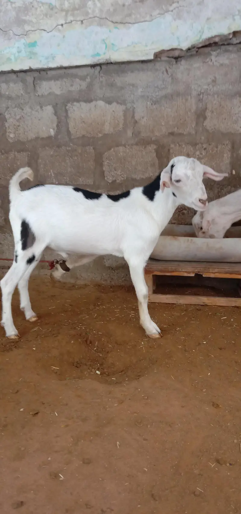 Goat for sale — photo 5