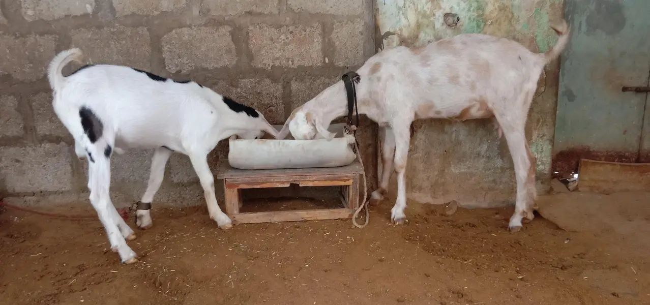 Goat for sale — photo 6