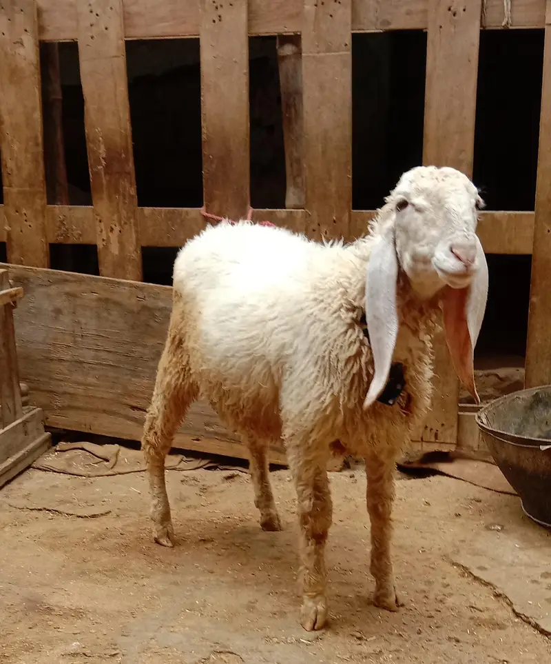 Goat for sale — photo 7
