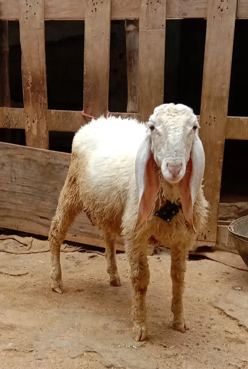 Goat for sale — photo 8