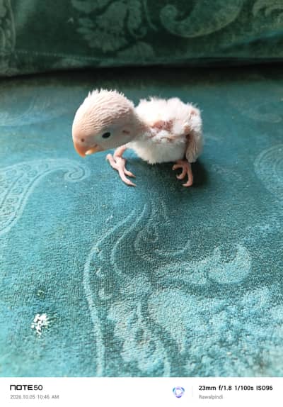 lovebird chick for tame