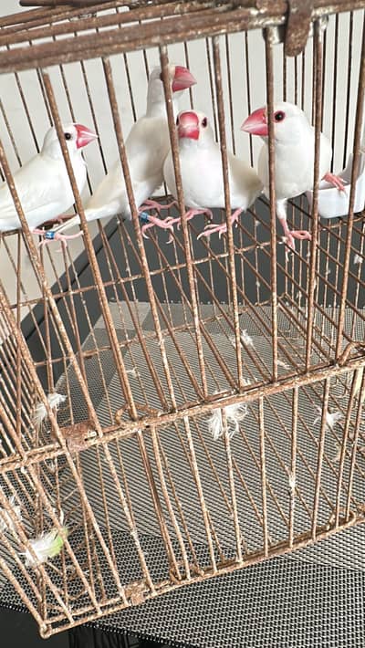 2  6 porsion cage for sale