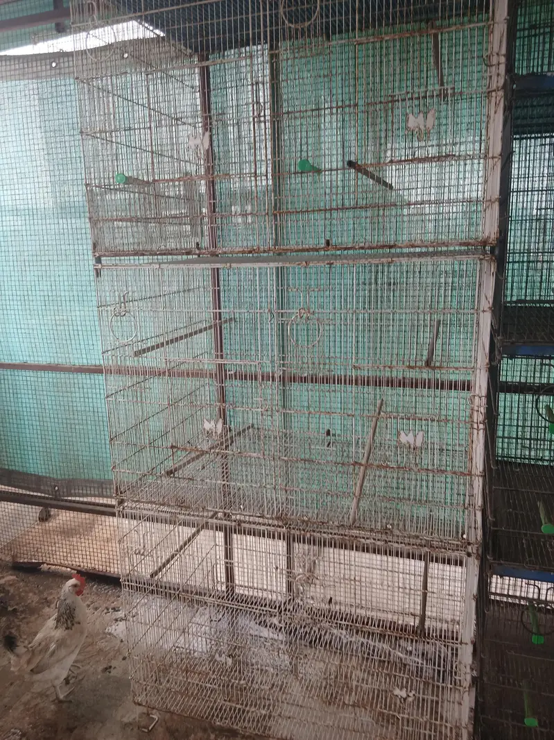 2  6 porsion cage for sale — photo 3
