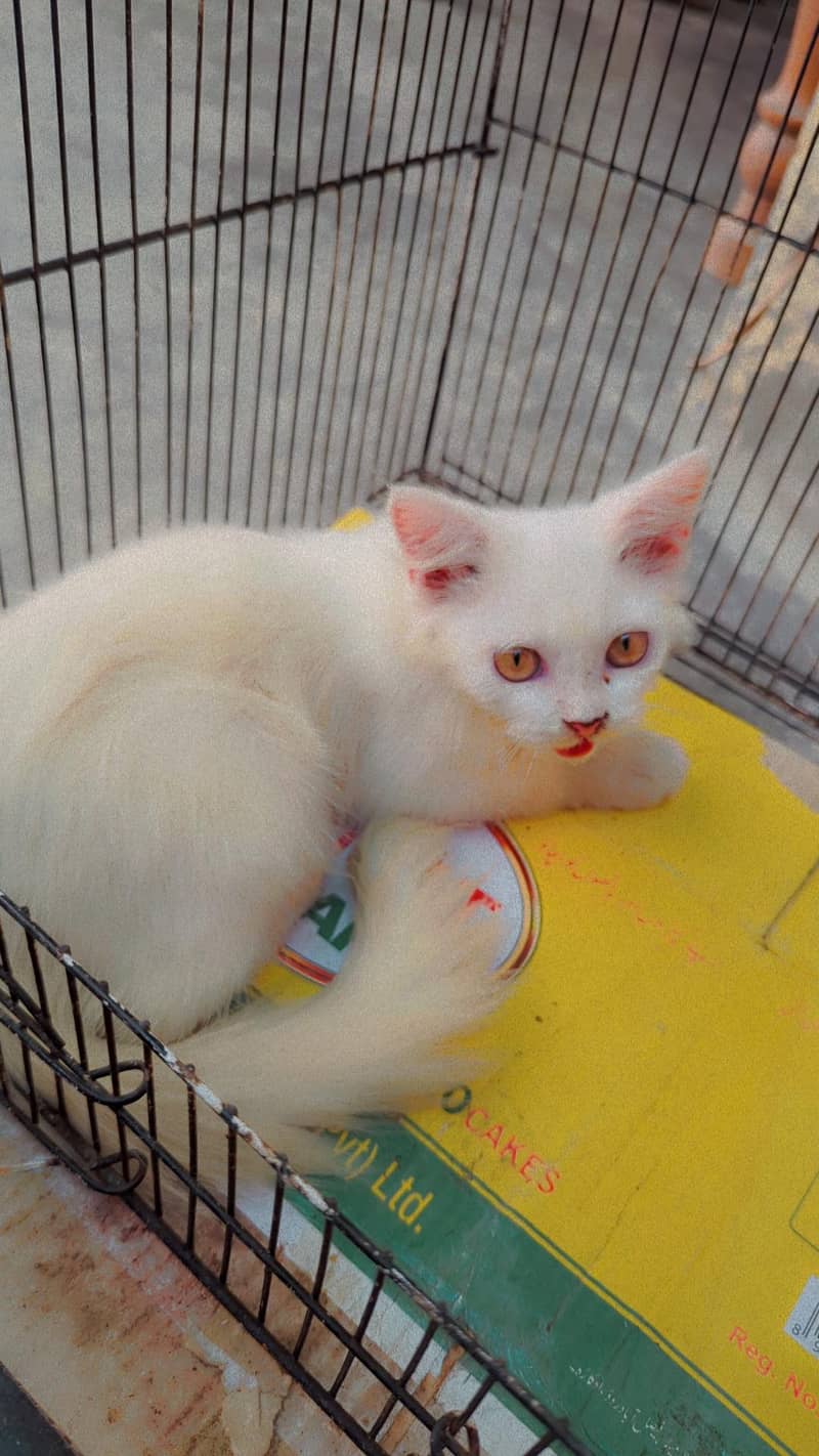 Russian Cat 0