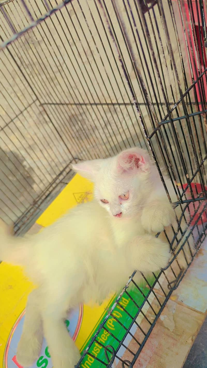 Russian Cat 1