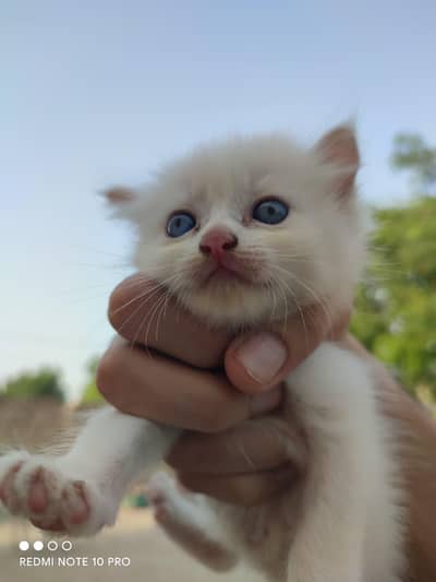 خوبصورت سفید Persian Cat کا 24 دن کا پیارا بچہ برائے فروخت