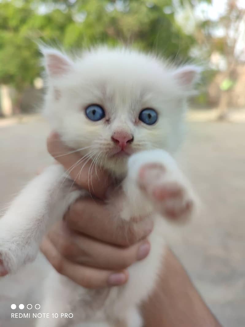 خوبصورت سفید Persian Cat کا 24 دن کا پیارا بچہ برائے فروخت 1
