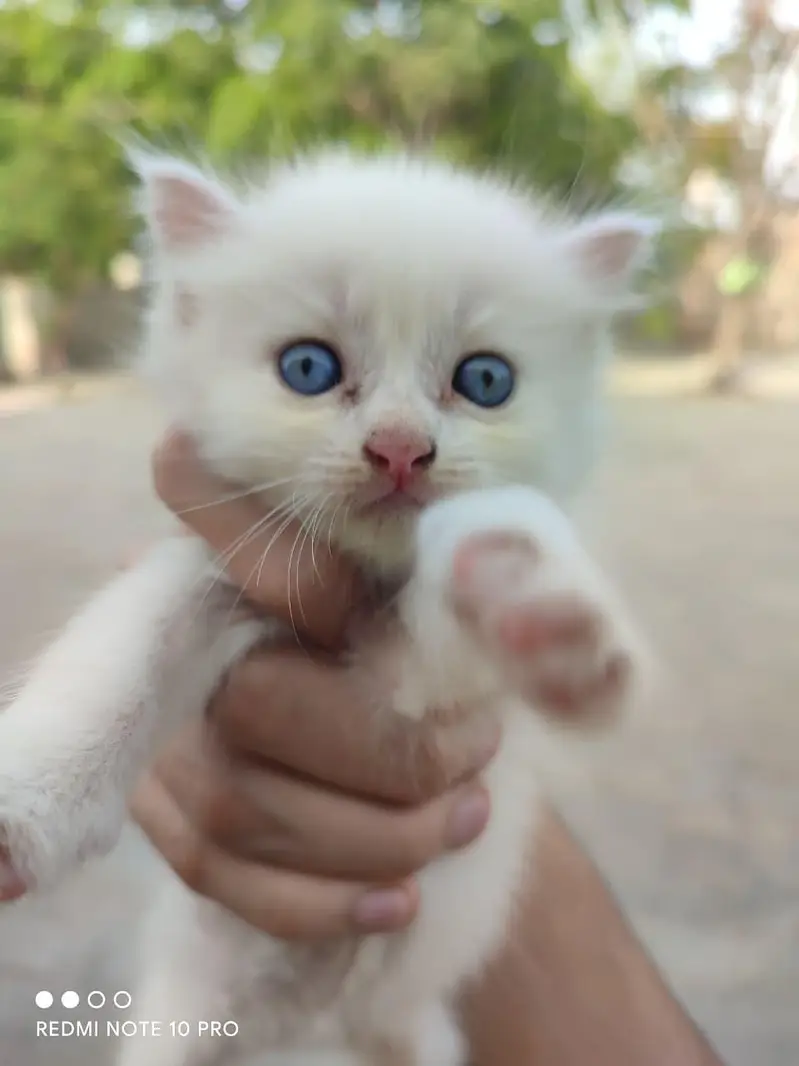 خوبصورت سفید Persian Cat کا 24 دن کا پیارا بچہ برائے فروخت — photo 2
