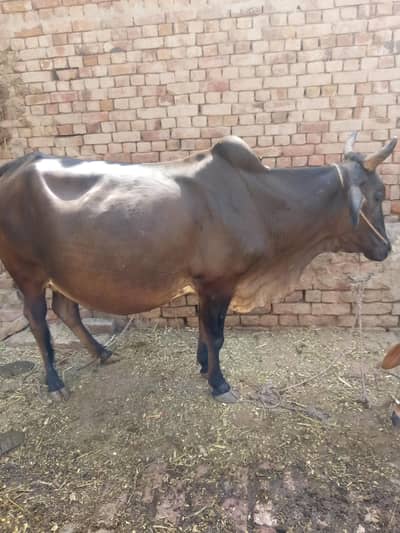 Ghaban Cow For Sale