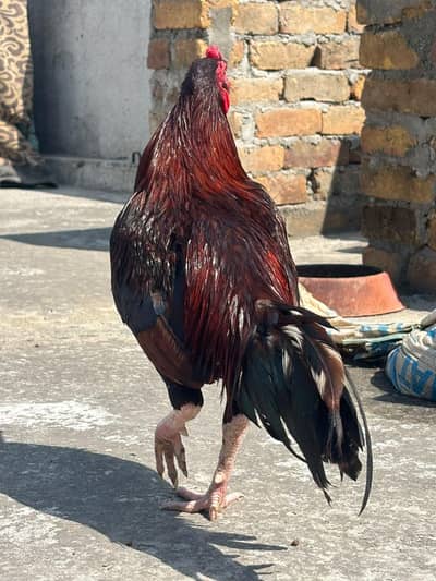 Top Quality Aseel birds