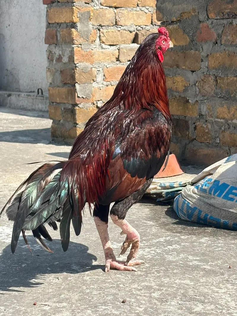 Top Quality Aseel birds — photo 2